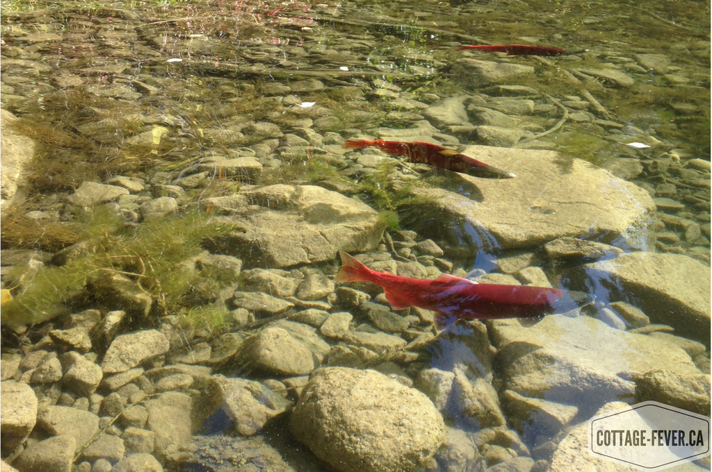 Kokanee salmon fish fall autumn