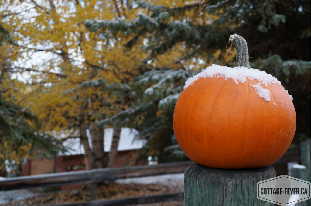 Pumpkin in snow