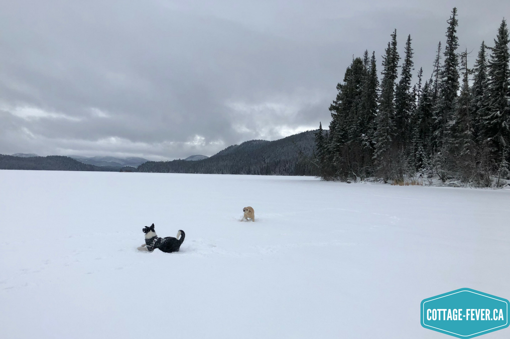 dogs, frozen lake, snow