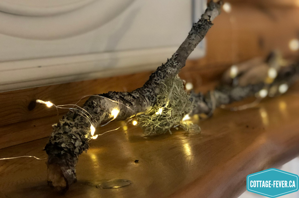 branch, lichen, string lights