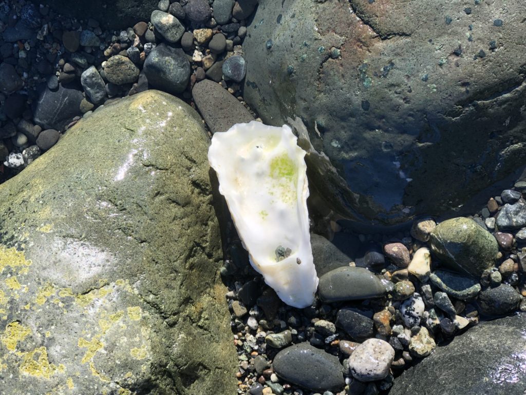 Oyster shell on the beach