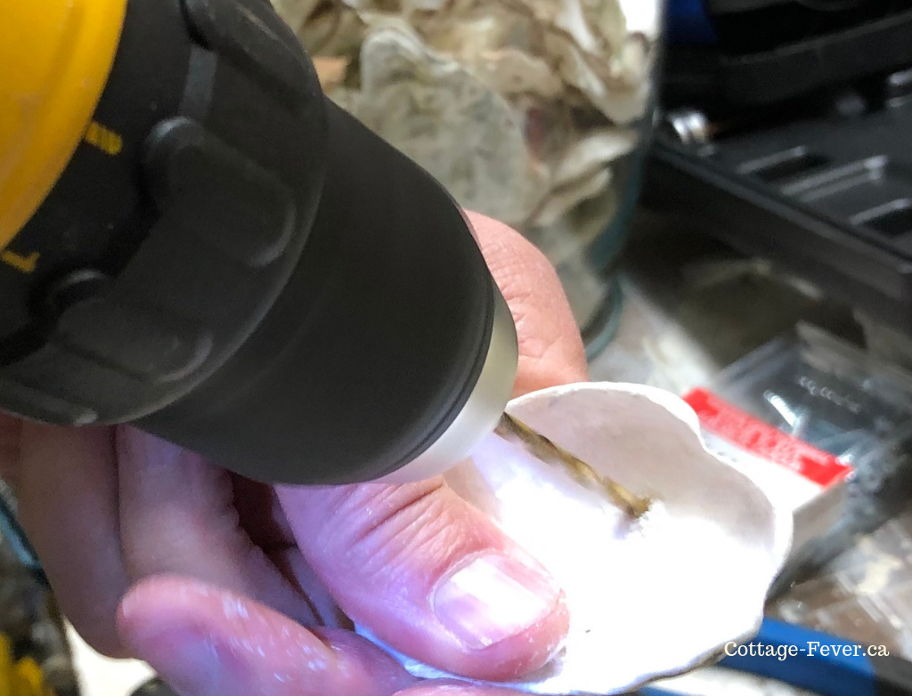 drilling hole in oyster shell