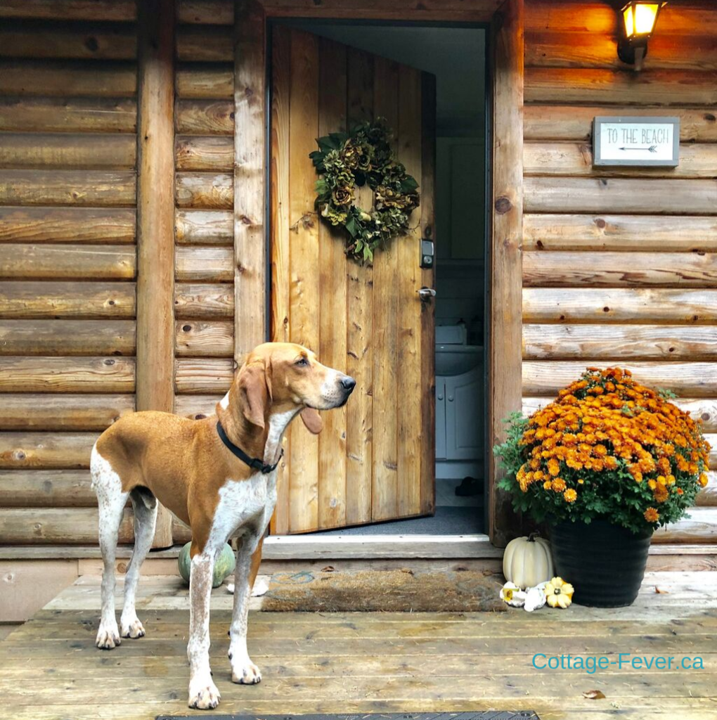 Coonhound autumn decor wreath pumpkins door