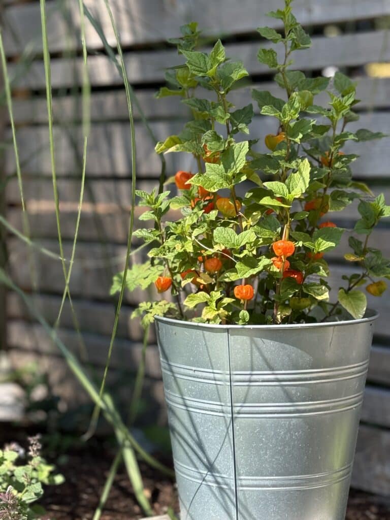 Chinese Lantern Plant